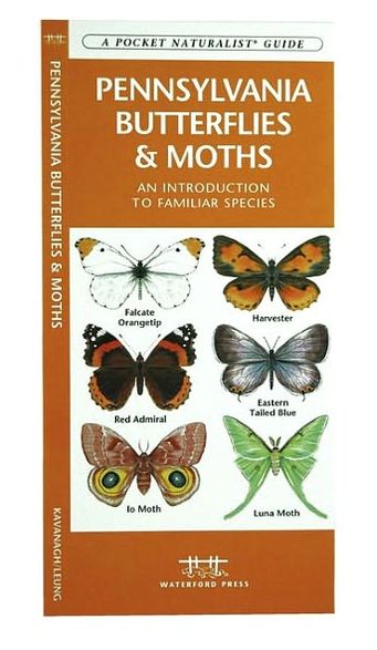 Pennsylvania Butterflies and Moths: An Introduction to Familiar Species