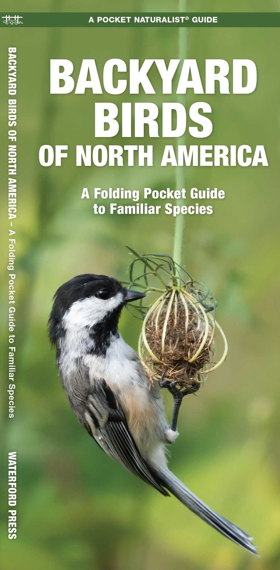 Backyard Birds of North America: An Introduction to Familiar Species