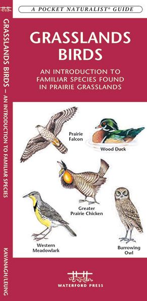 Grasslands Birds: An Introduction to Familiar Species Found in Prairie Grasslands