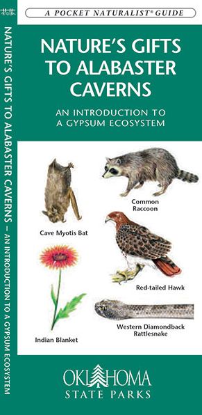 Nature's Gift to Alabaster Caverns: An Introduction to a Gypsum Ecosystem
