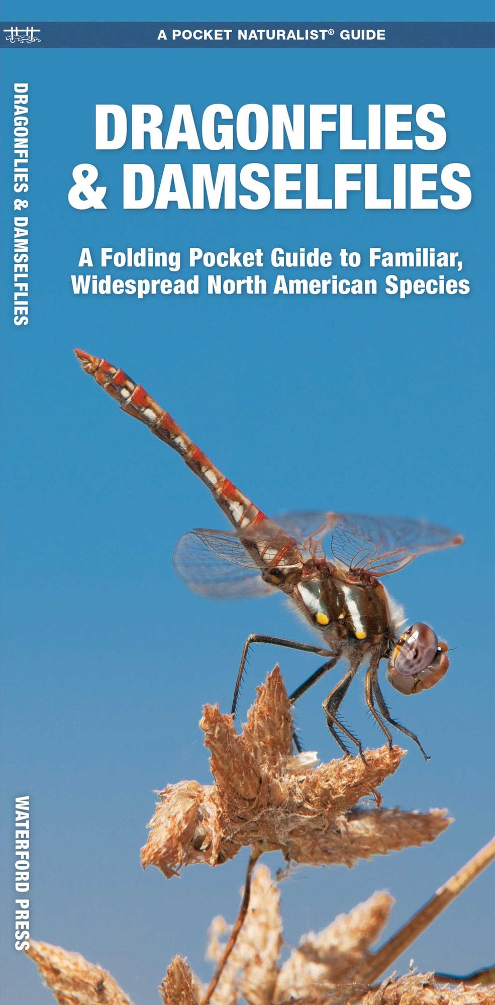 Dragonflies and Damselflies: An Introduction to Familiar, Widespread North American Species