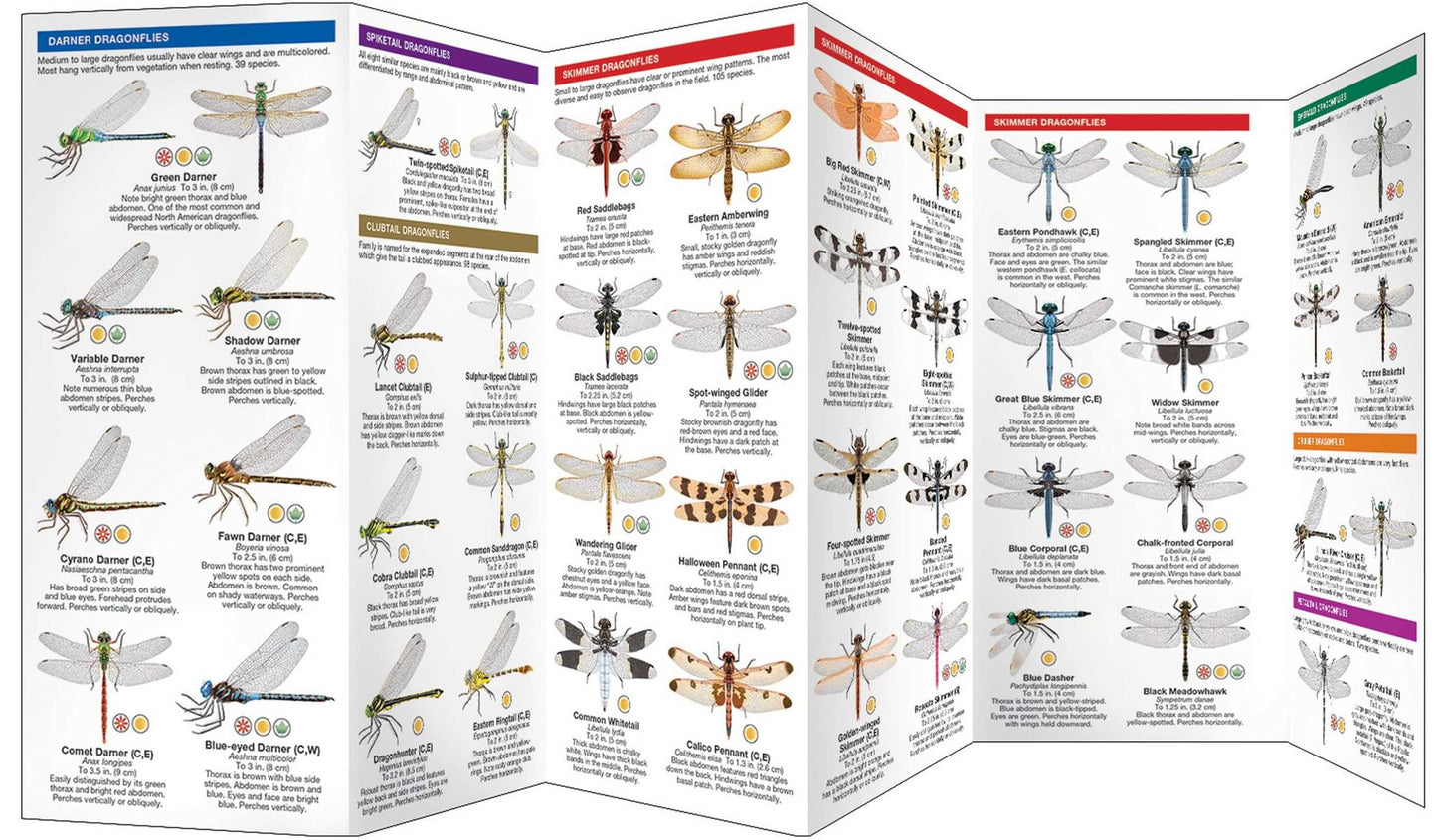 Dragonflies and Damselflies: An Introduction to Familiar, Widespread North American Species