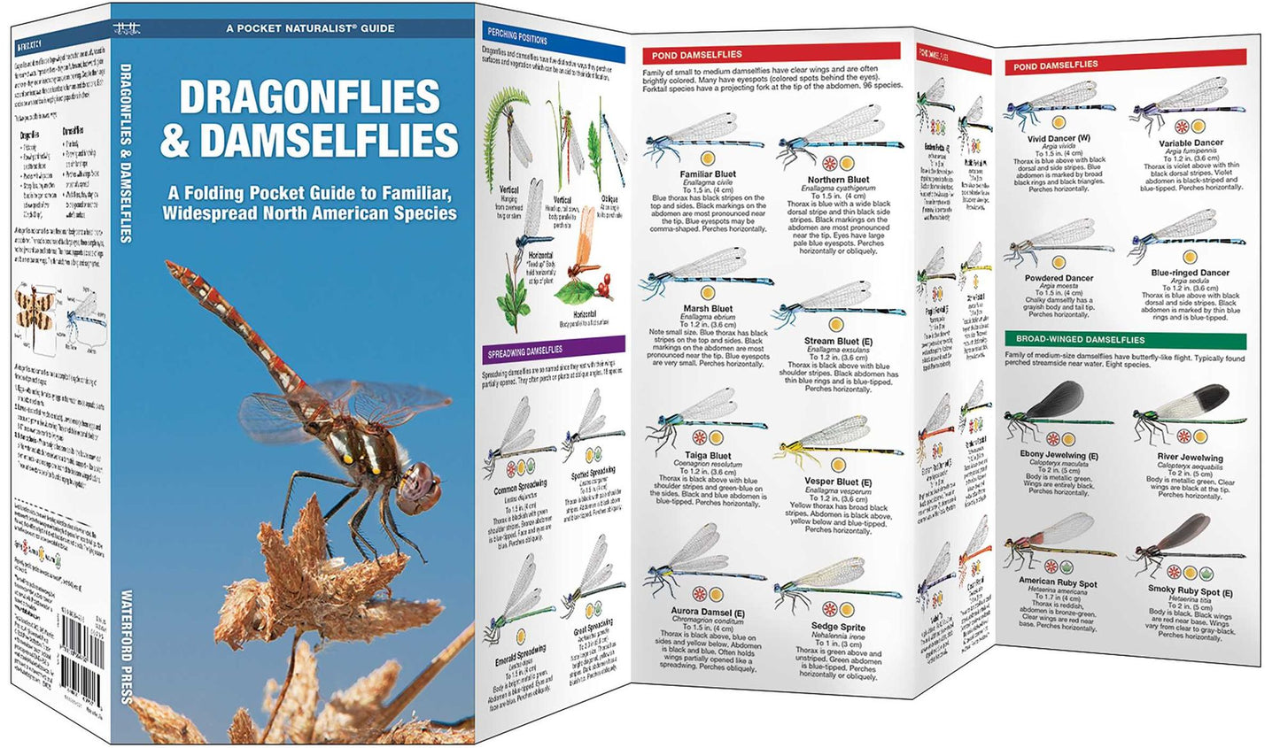 Dragonflies and Damselflies: An Introduction to Familiar, Widespread North American Species