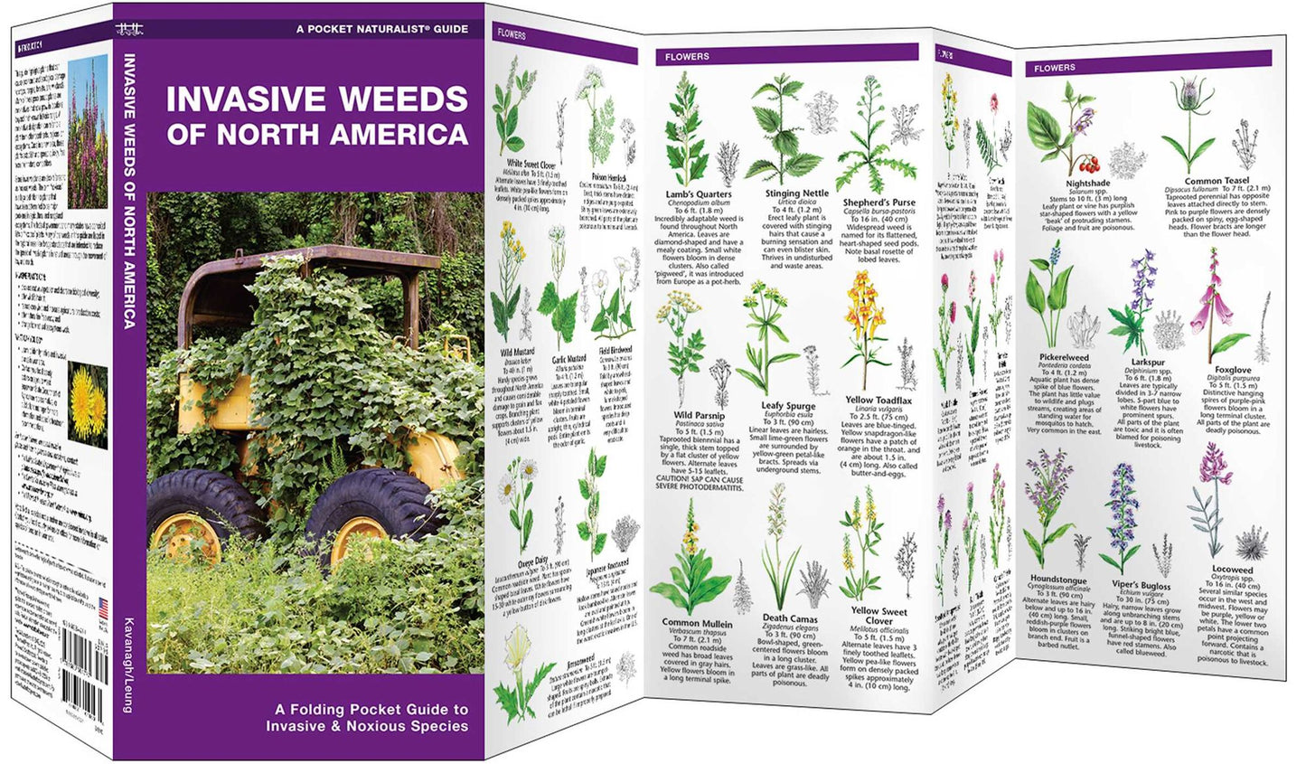 Invasive Weeds of North America: An Introduction to Problematic Species