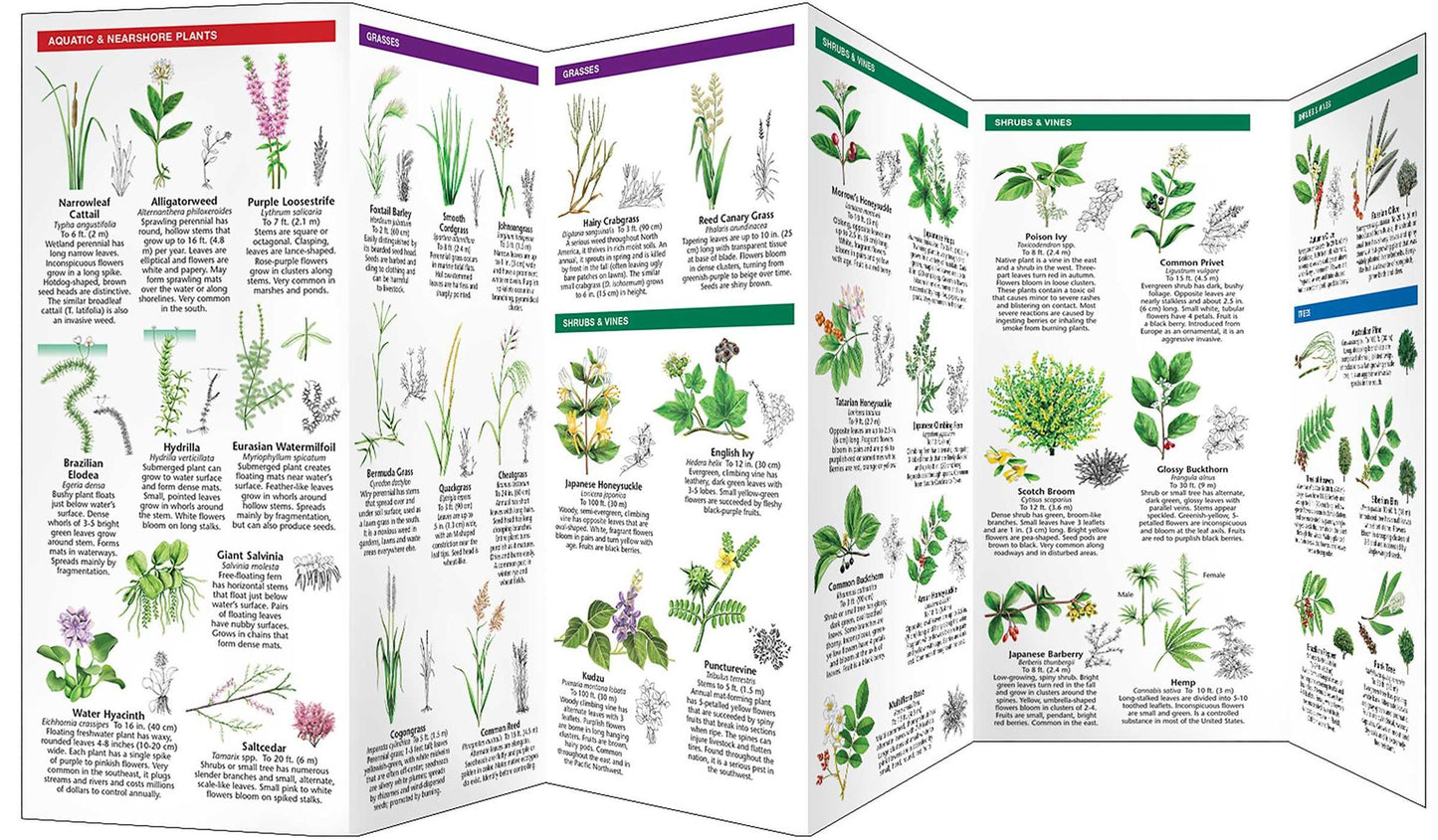 Invasive Weeds of North America: An Introduction to Problematic Species