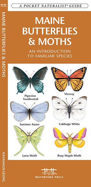 Maine Butterflies and Moths: An Introduction to Familiar Species