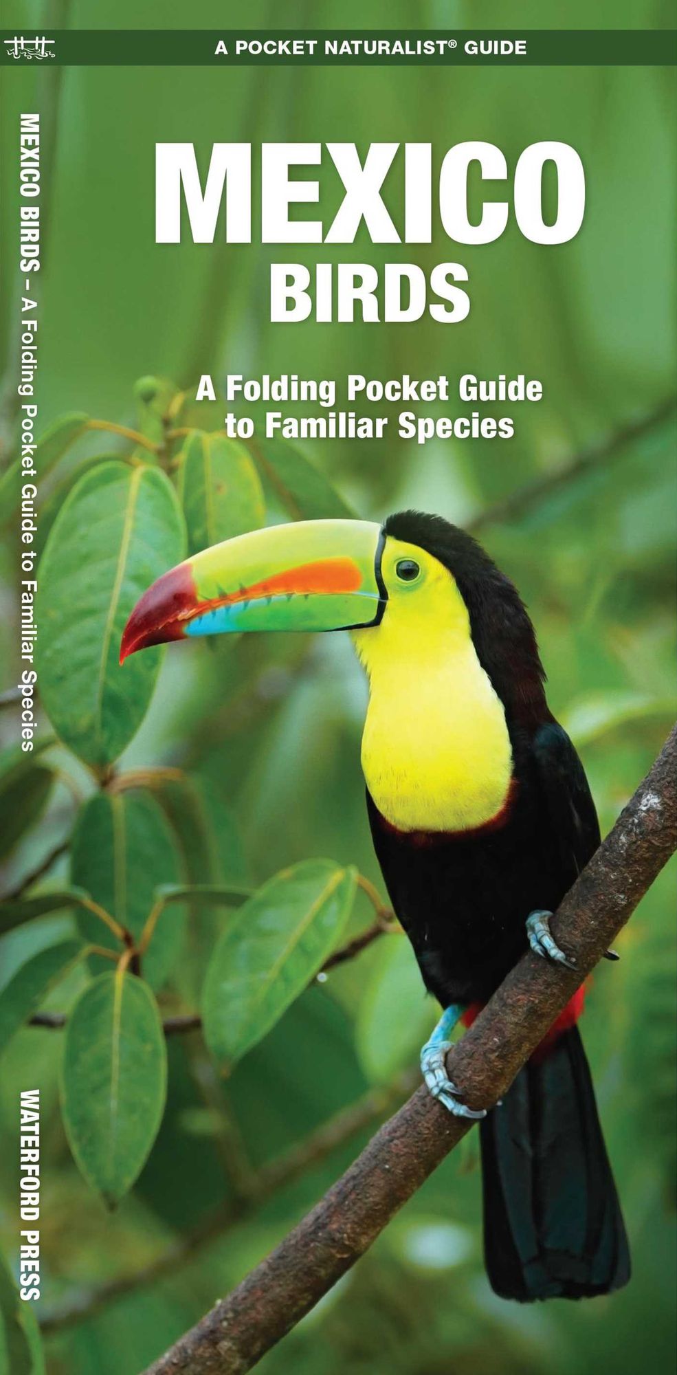 Mexico Birds: An Introduction to Familiar Species