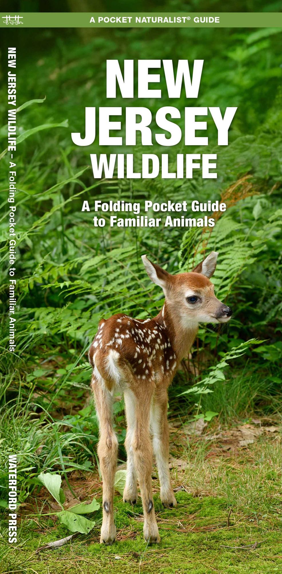New Jersey Wildlife: An Introduction to Familiar Species