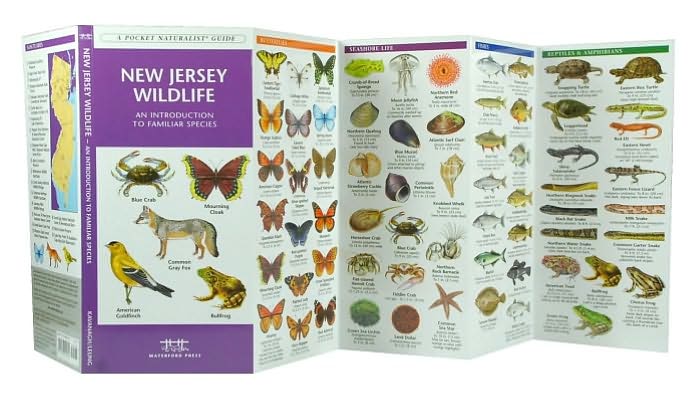 New Jersey Wildlife: An Introduction to Familiar Species