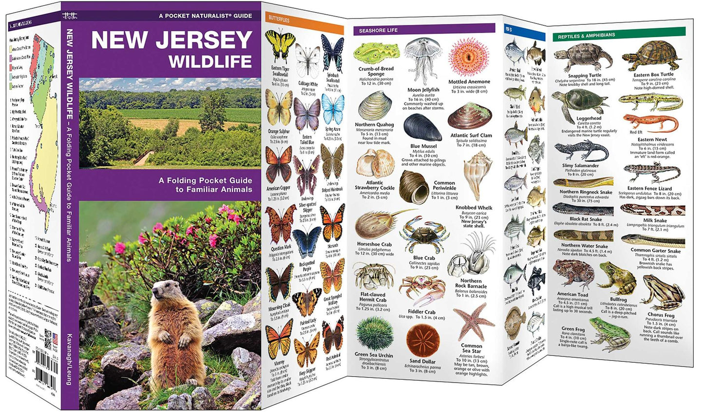 New Jersey Wildlife: An Introduction to Familiar Species