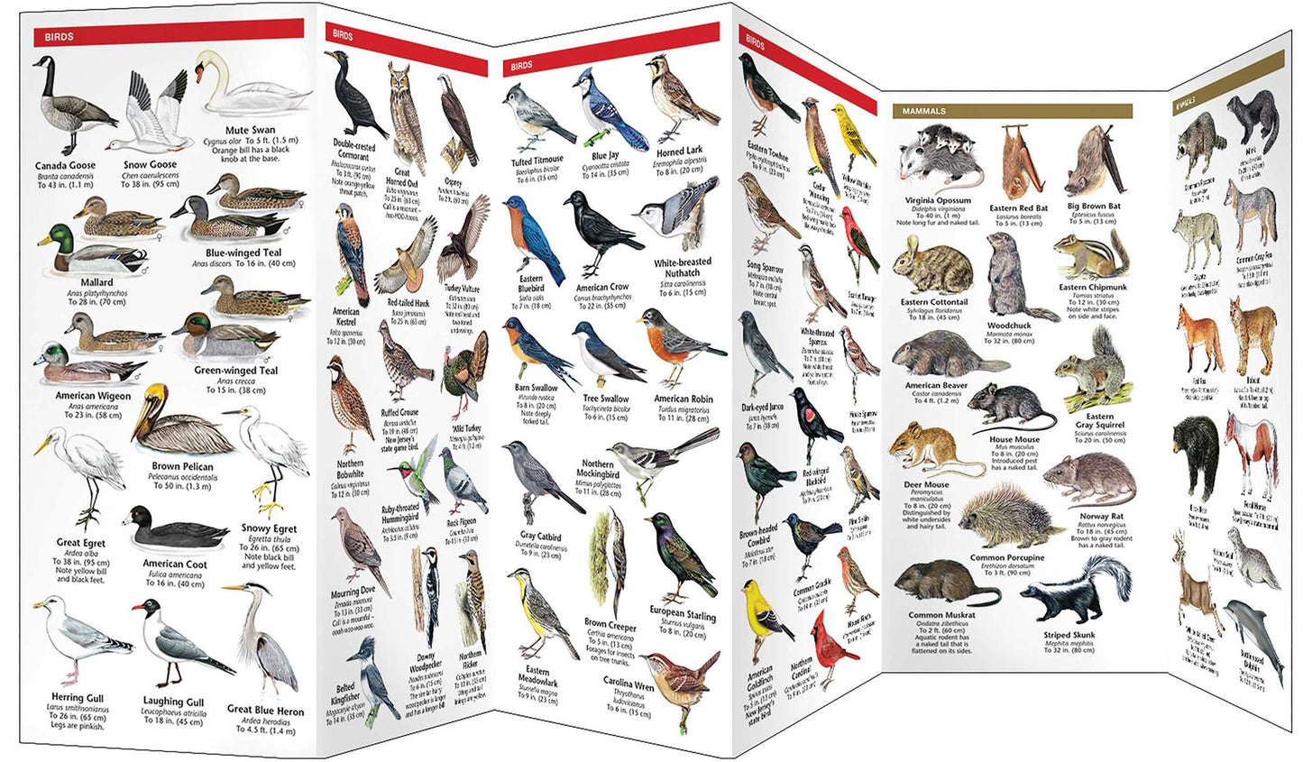 New Jersey Wildlife: An Introduction to Familiar Species