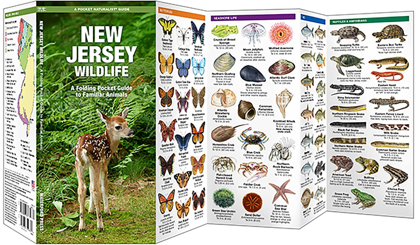 New Jersey Wildlife: An Introduction to Familiar Species