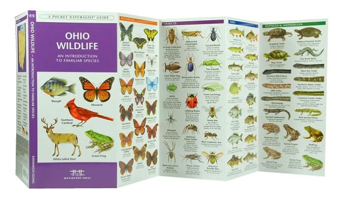 Ohio Wildlife: An Introduction to Familiar Species