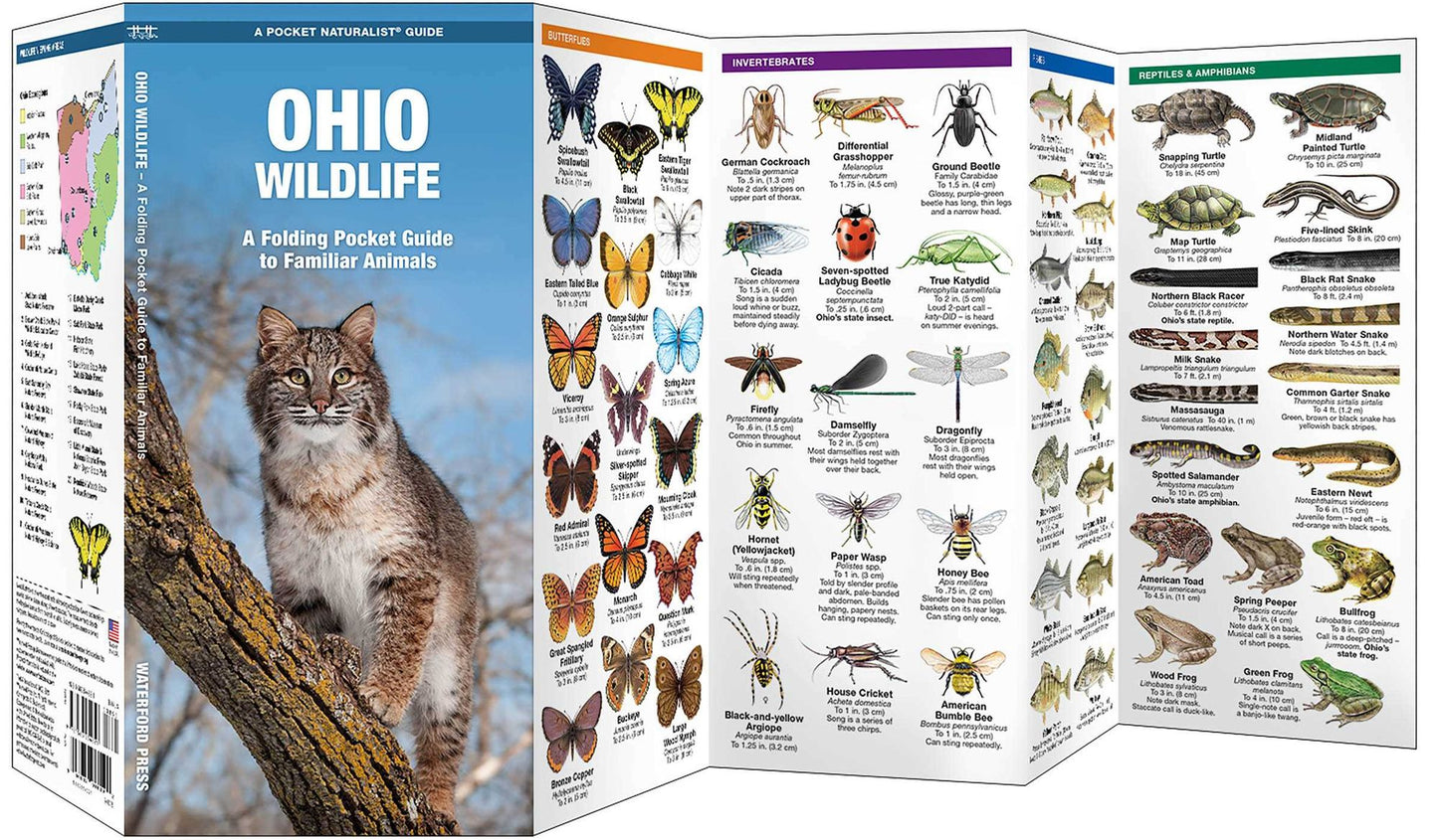 Ohio Wildlife: An Introduction to Familiar Species