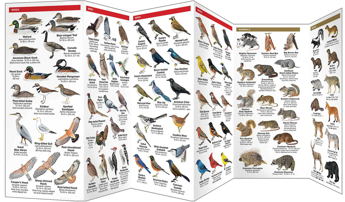 Ohio Wildlife: An Introduction to Familiar Species