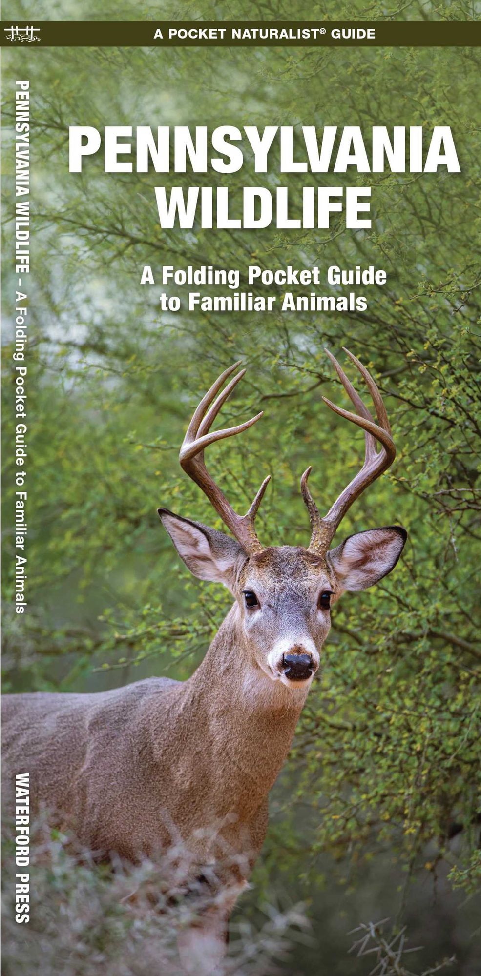 Pennsylvania Wildlife: An Introduction to Familiar Species