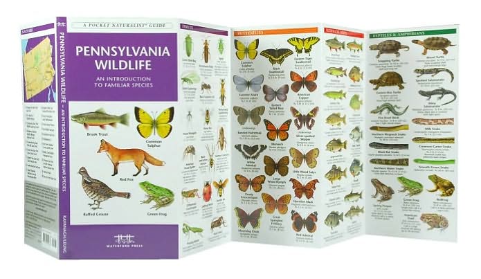Pennsylvania Wildlife: An Introduction to Familiar Species