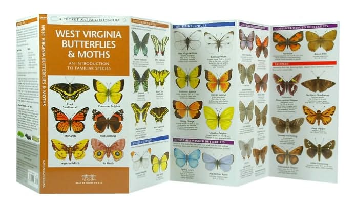 West Virginia Butterflies and Moths: An Introduction to Familiar Species