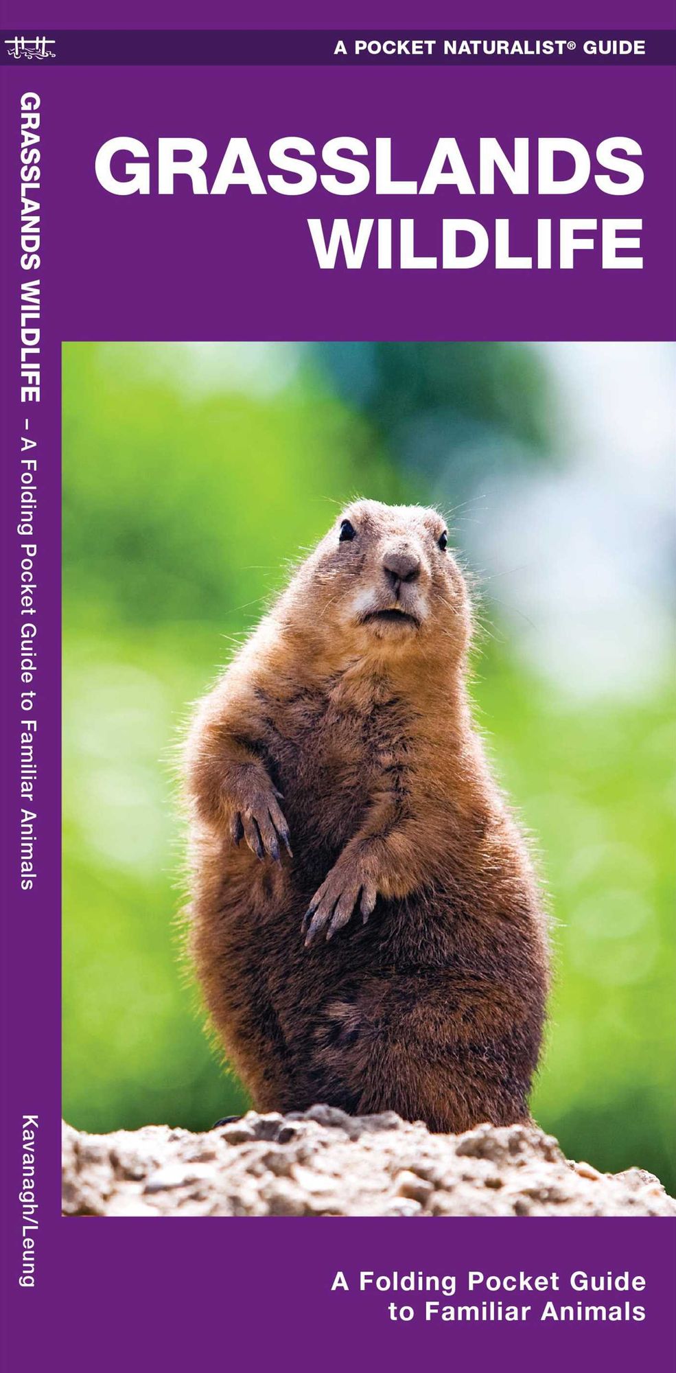 Grasslands Wildlife: An Introduction to Familiar Species