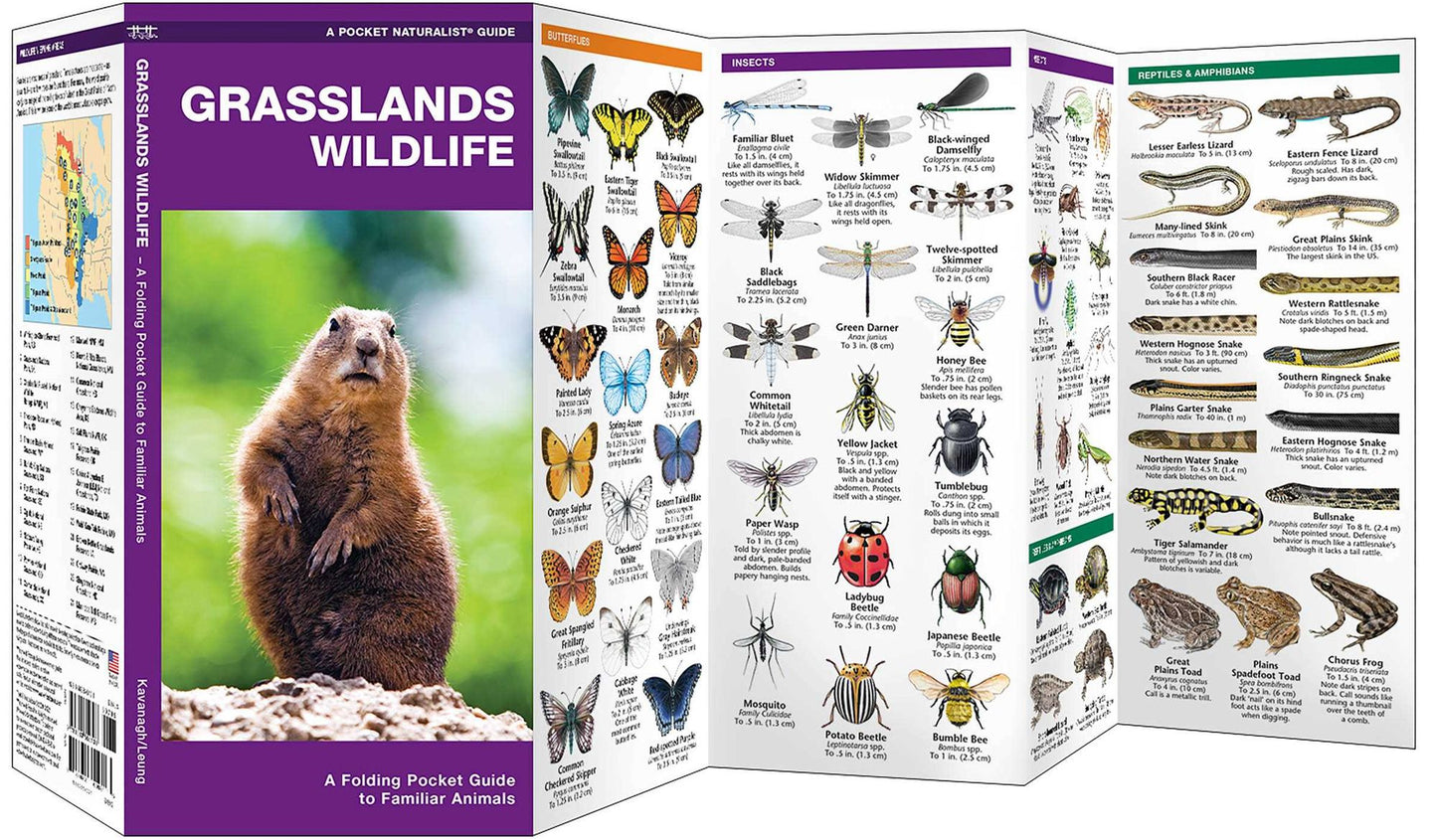Grasslands Wildlife: An Introduction to Familiar Species