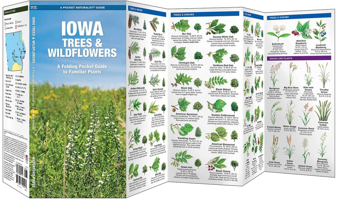 Iowa Trees & Wildflowers: An Introduction to Familiar Species