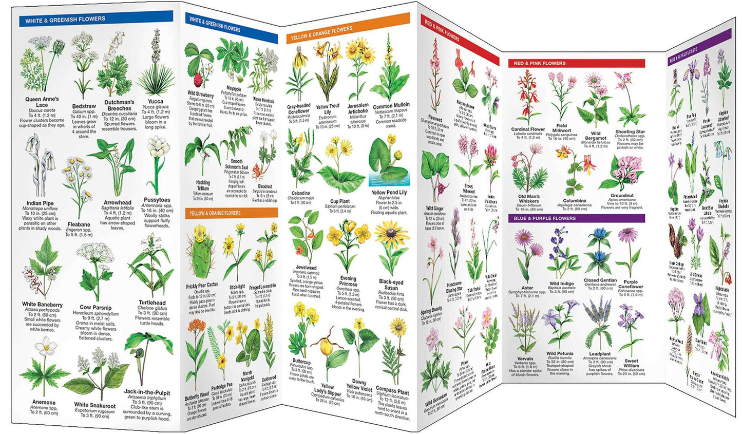 Iowa Trees & Wildflowers: An Introduction to Familiar Species