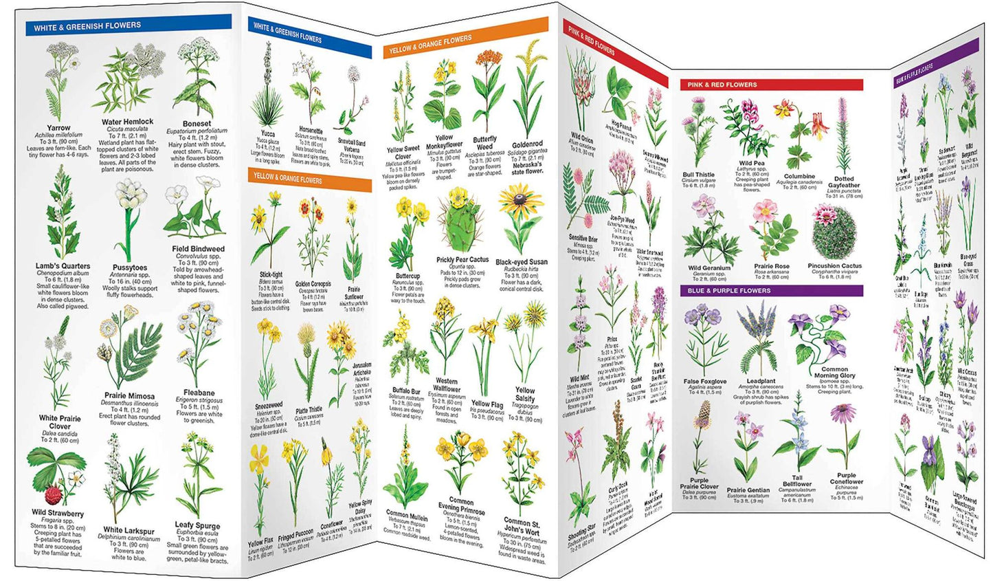 Nebraska Trees & Wildflowers: An Introduction to Familiar Species