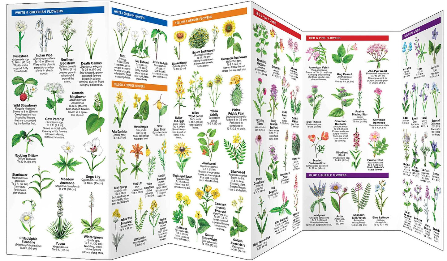North Dakota Trees & Wildflowers: An Introduction to Familiar Species
