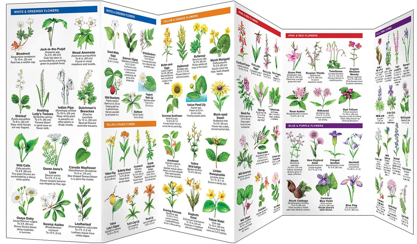 Rhode Island Trees & Wildflowers: An Introduction to Familiar Species