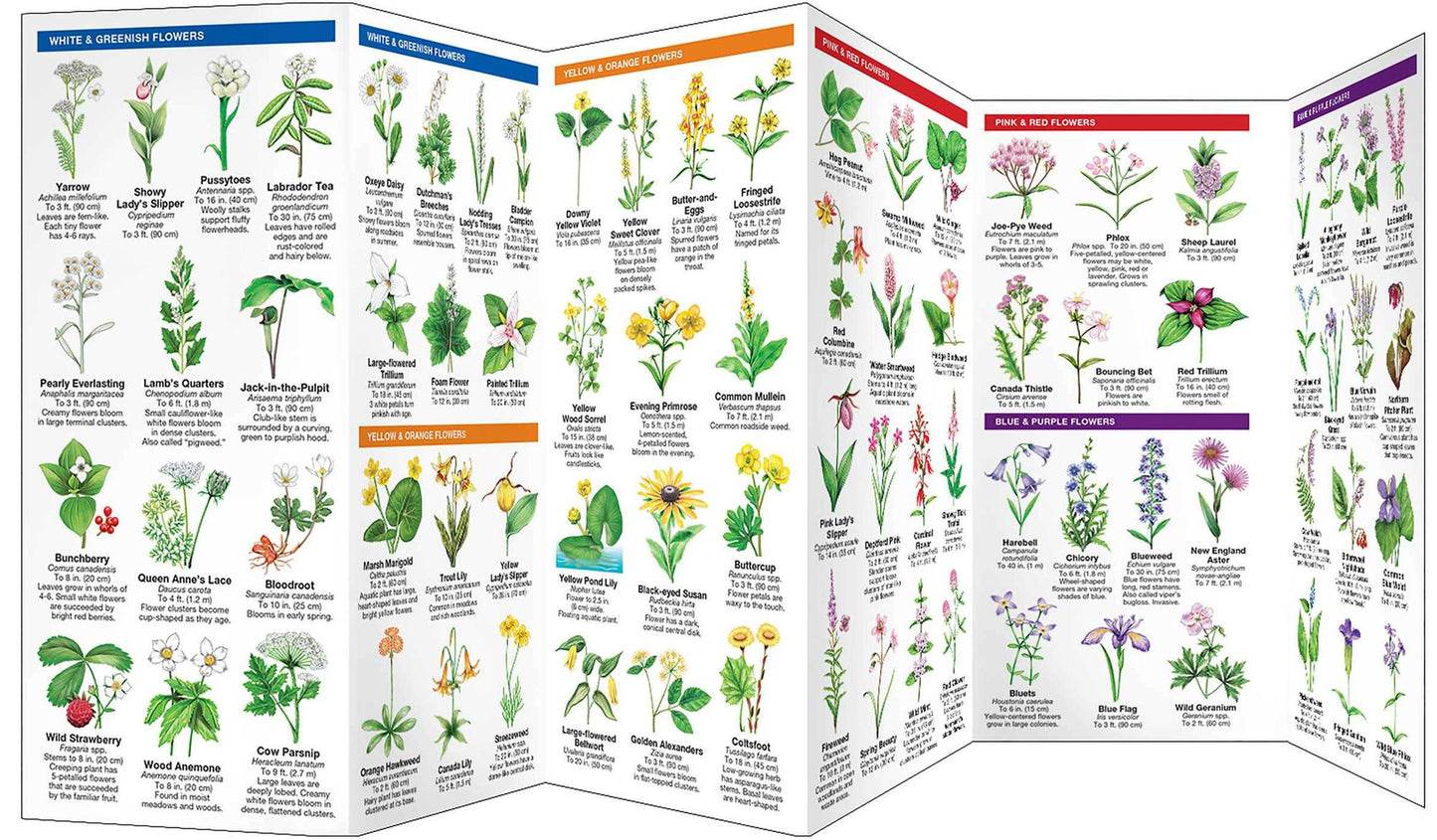 Vermont Trees & Wildflowers: An Introduction to Familiar Species