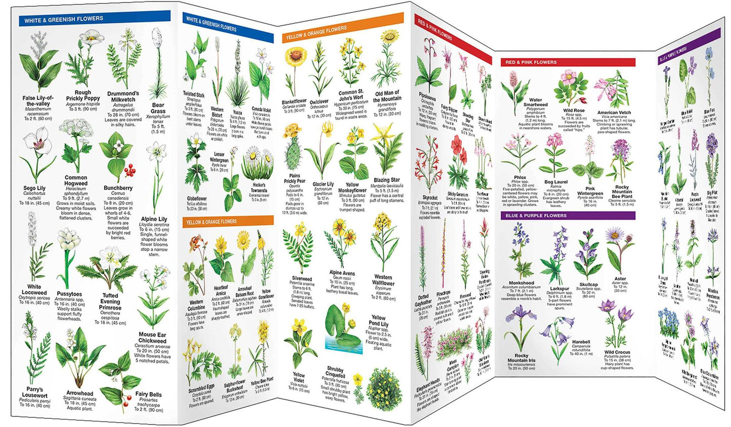 Wyoming Trees & Wildflowers: An Introduction to Familiar Species