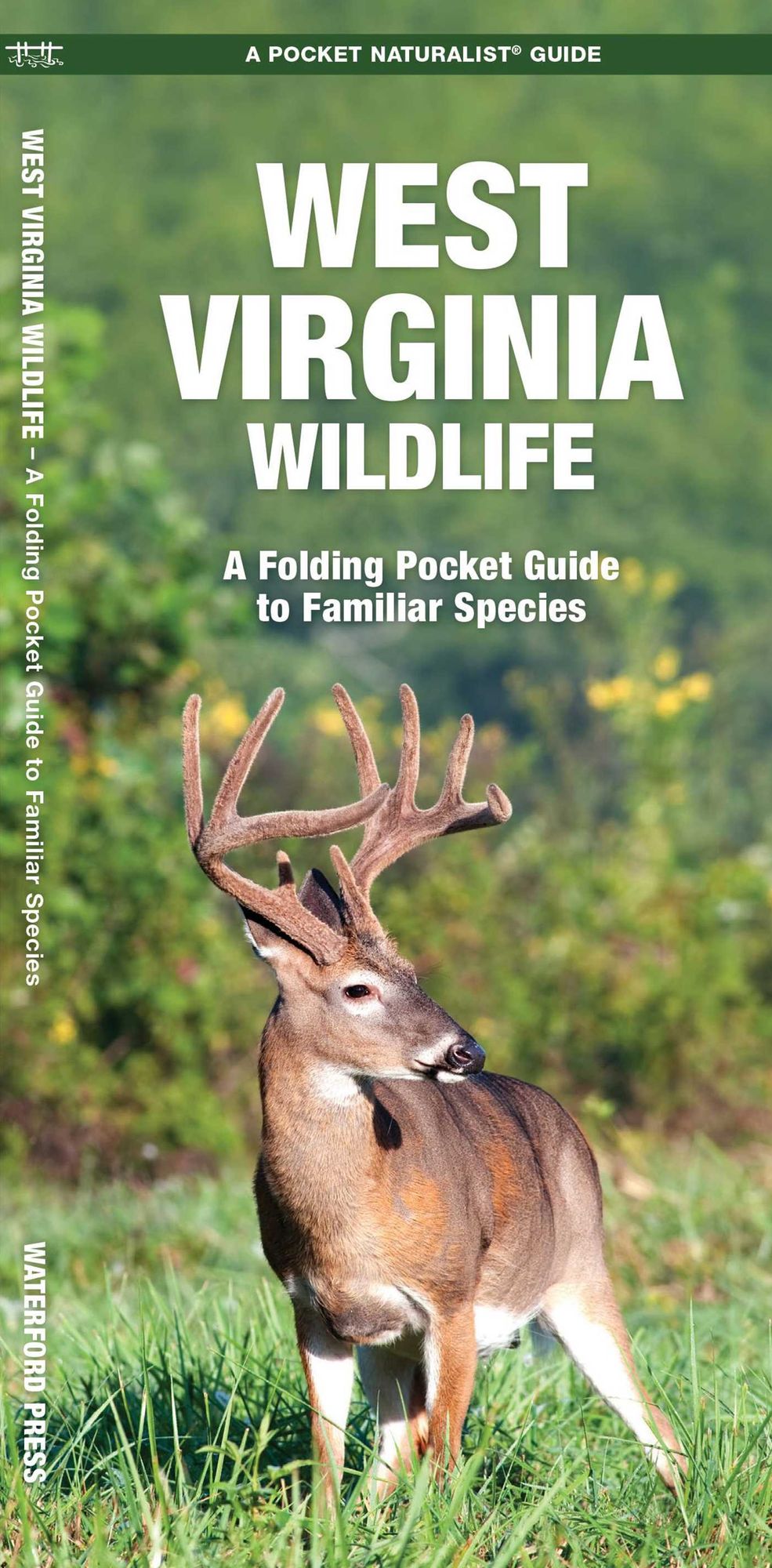 West Virginia Wildlife: An Introduction to Familiar Species