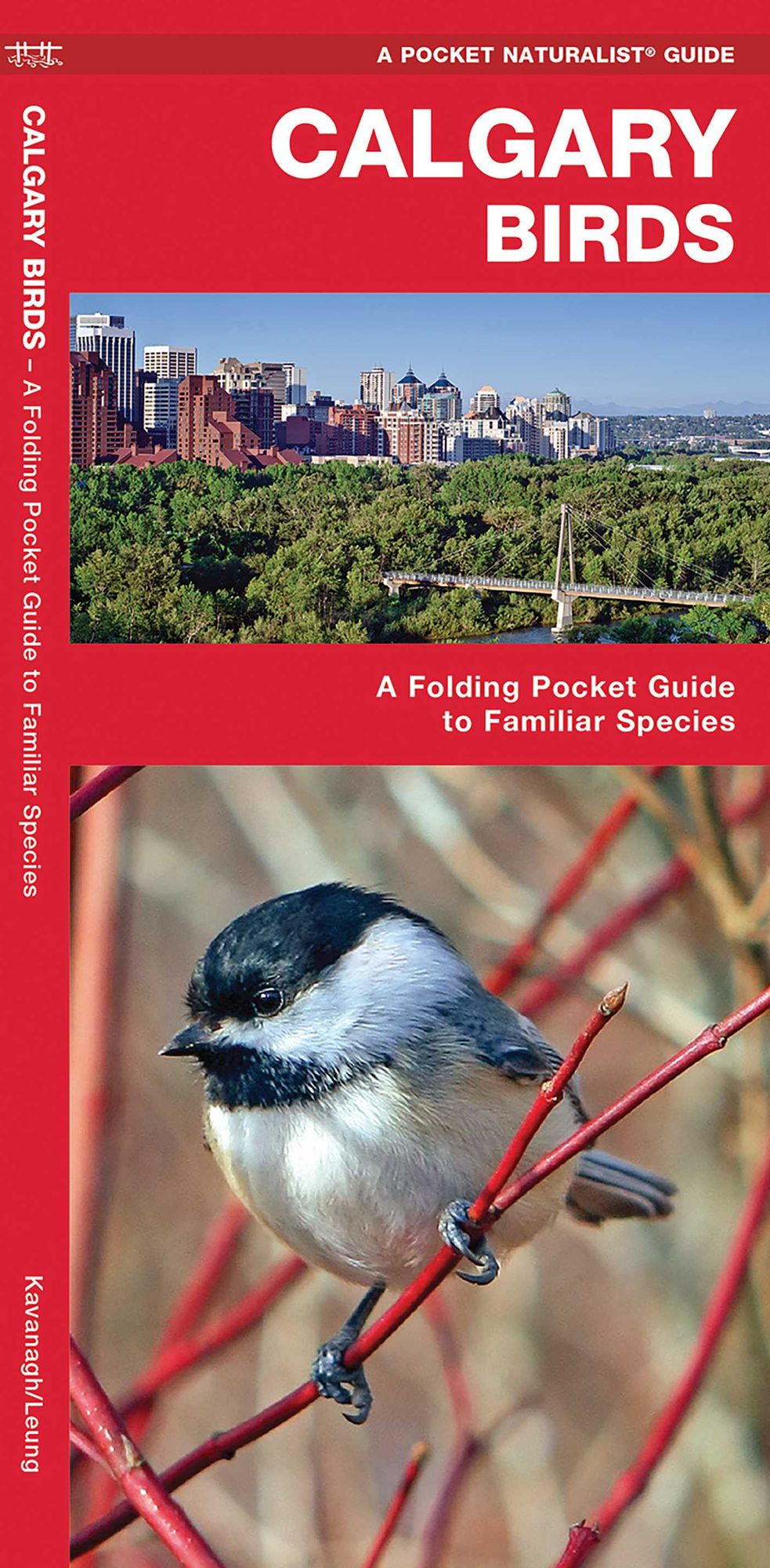 Calgary Birds: An Introduction to Familiar Species