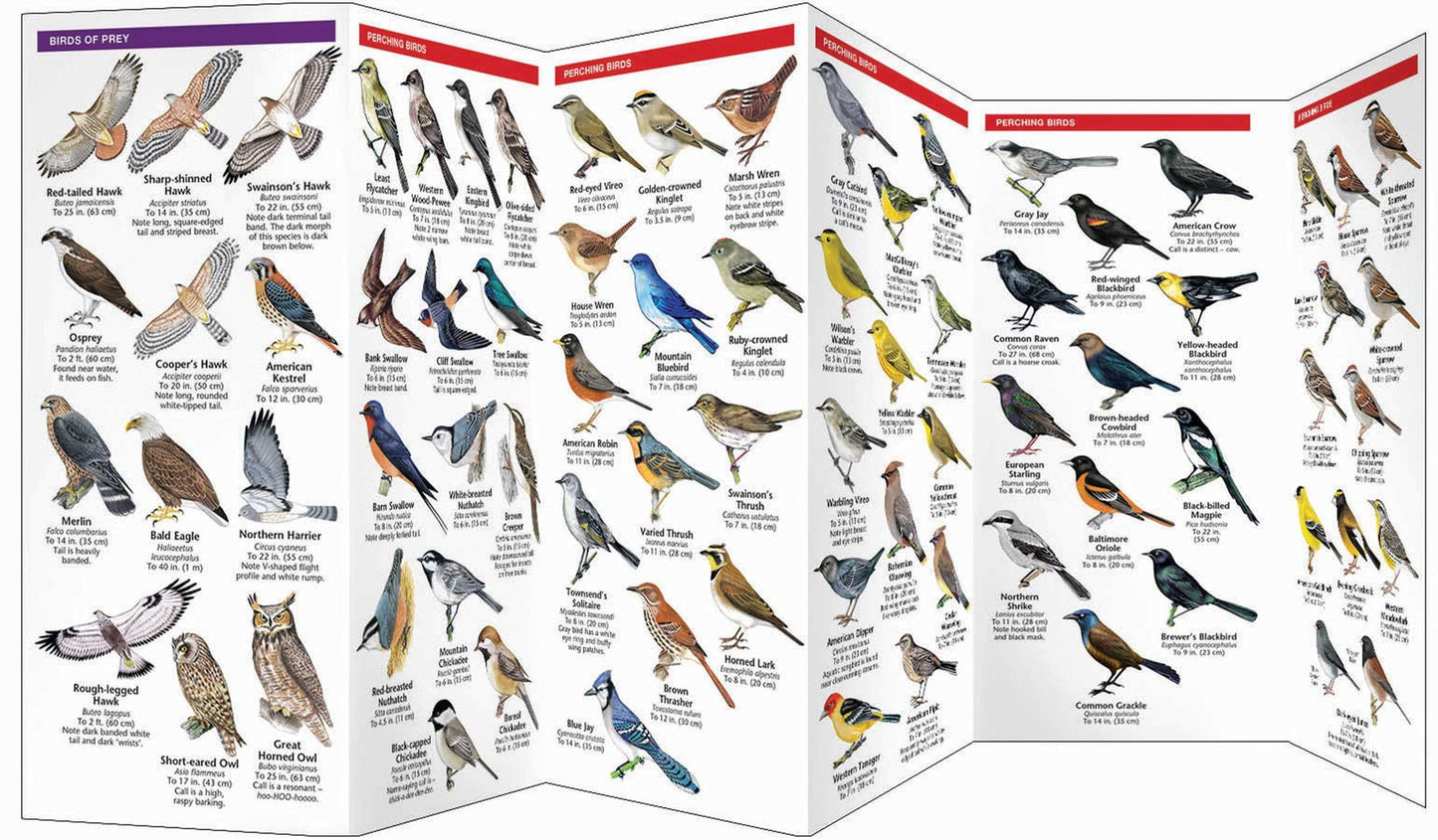 Calgary Birds: An Introduction to Familiar Species