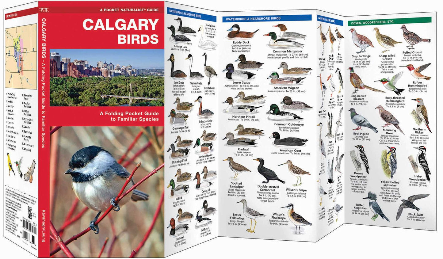 Calgary Birds: An Introduction to Familiar Species