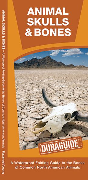 Animal Skulls & Bones: How to Identify the Bones of Common North American Animals