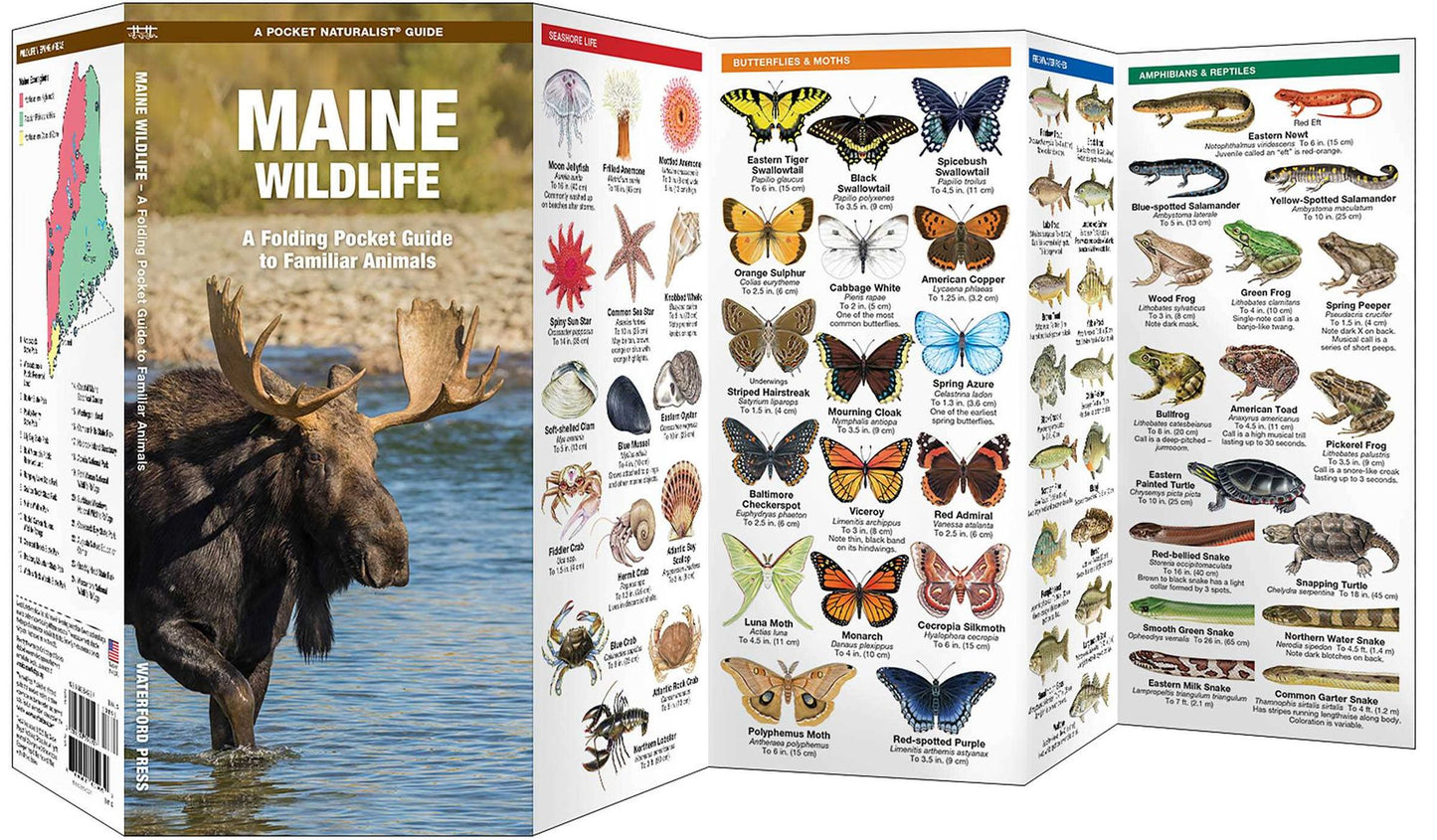 Maine Wildlife: An Introduction to Familiar Species