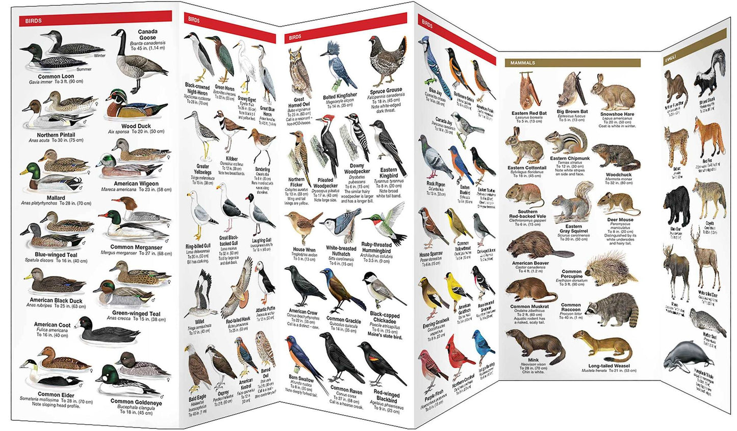 Maine Wildlife: An Introduction to Familiar Species
