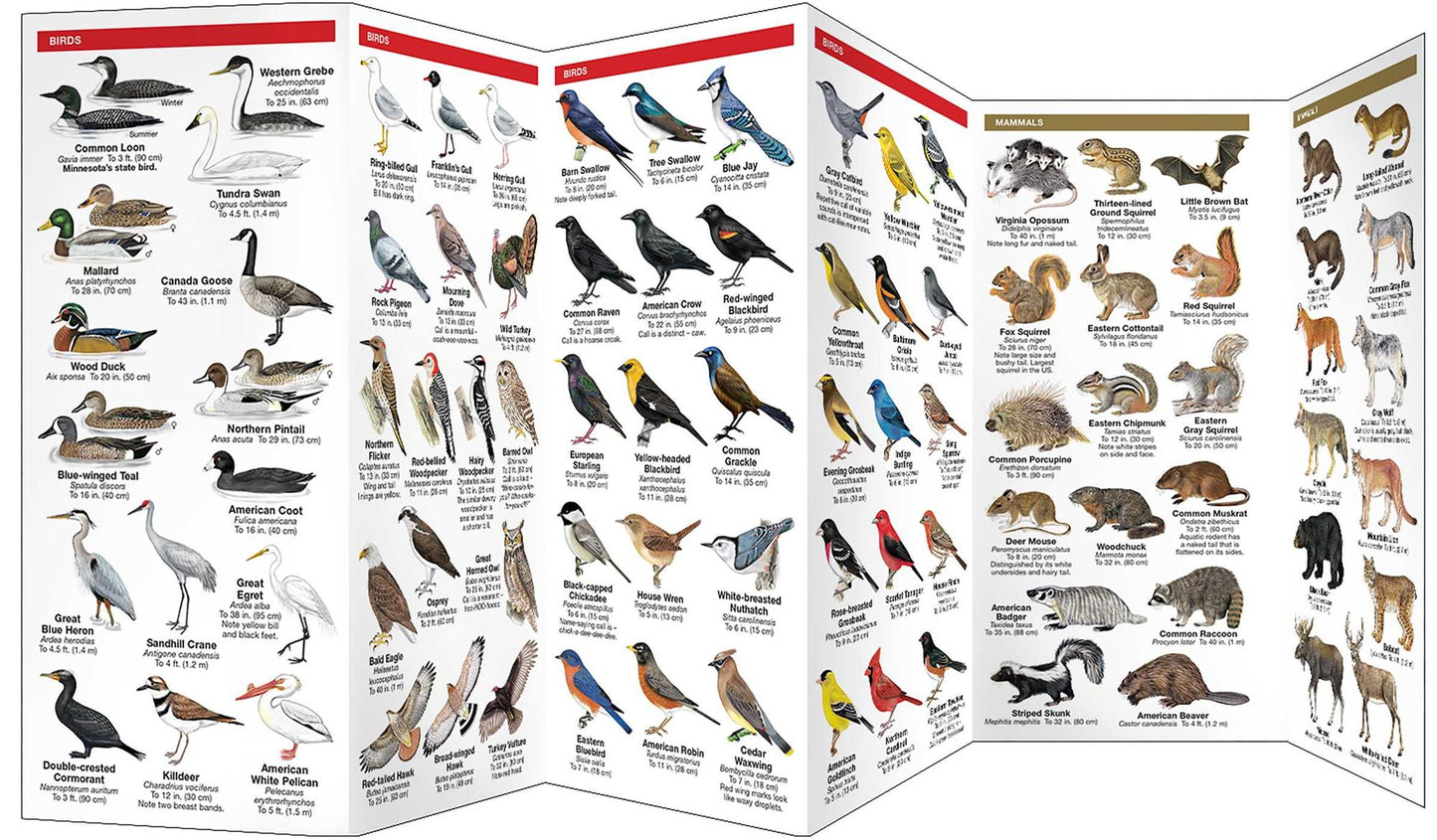 Minnesota Wildlife: An Introduction to Familiar Species