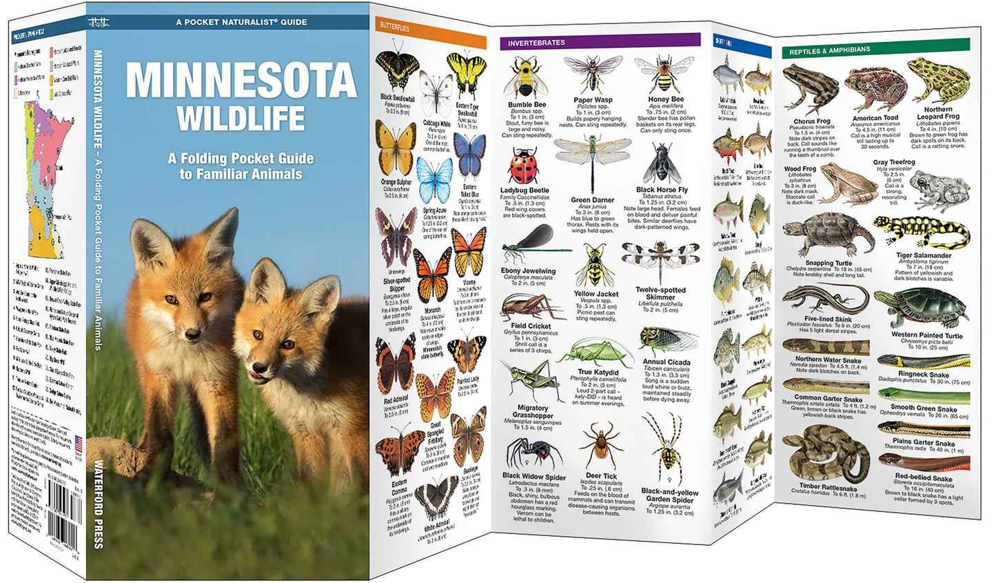 Minnesota Wildlife: An Introduction to Familiar Species