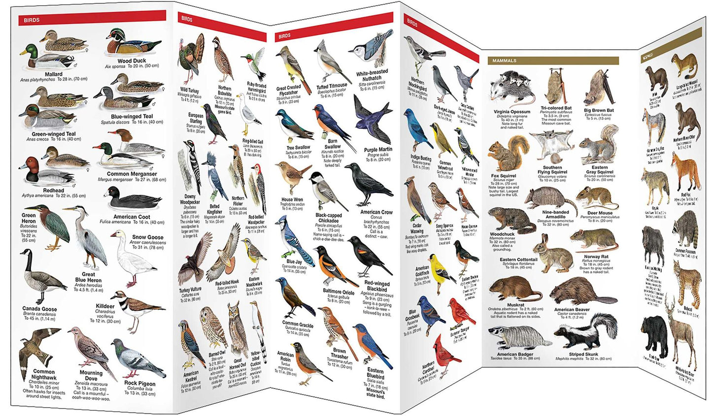 Missouri Wildlife: An Introduction to Familiar Species