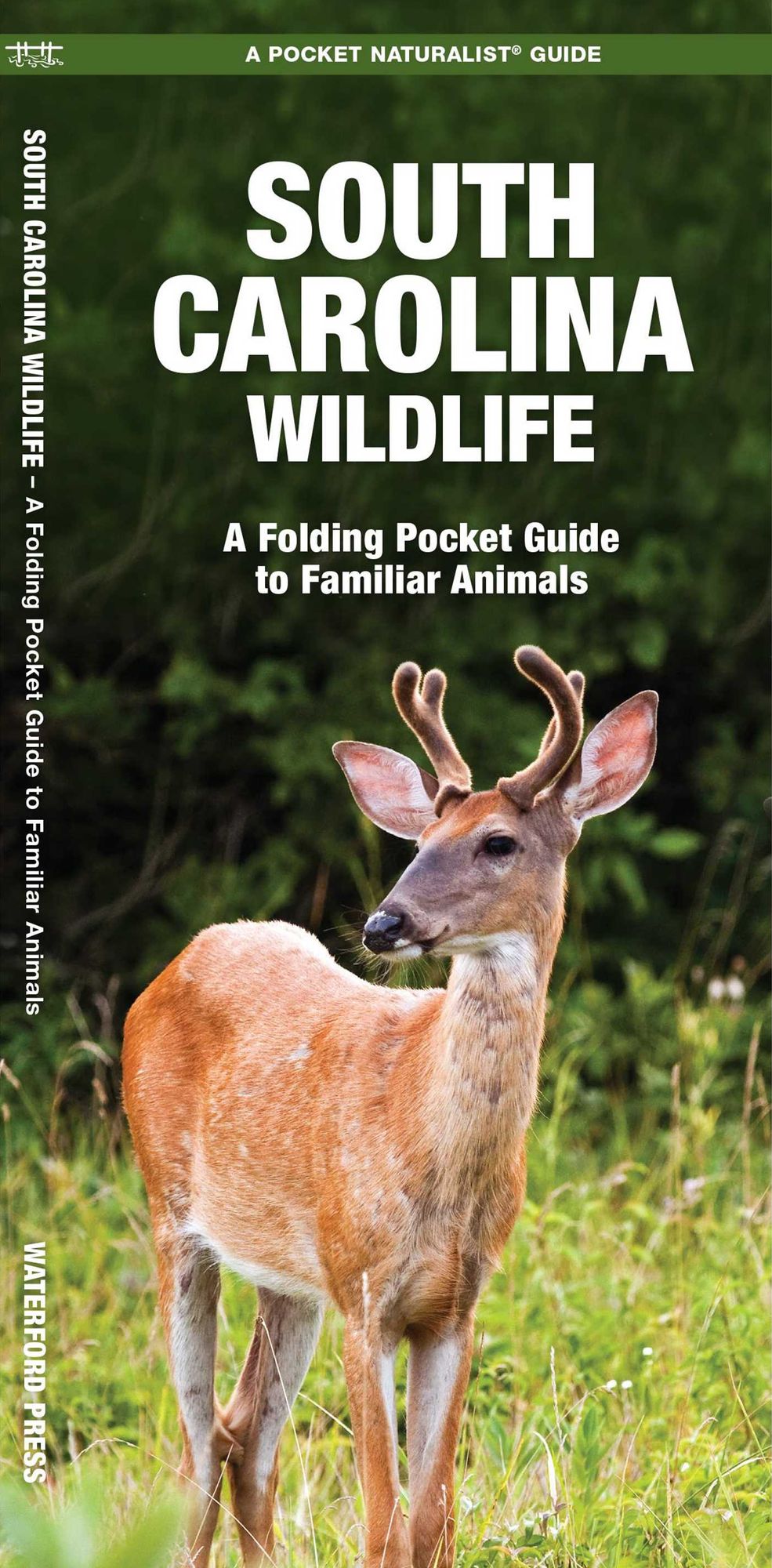 South Carolina Wildlife: An Introduction to Familiar Species