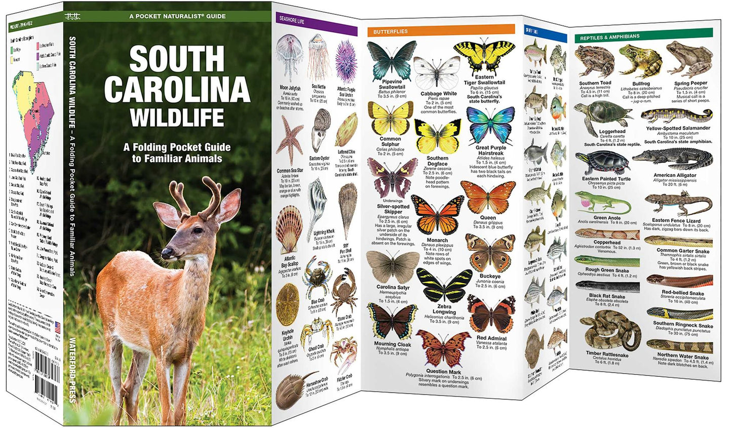 South Carolina Wildlife: An Introduction to Familiar Species