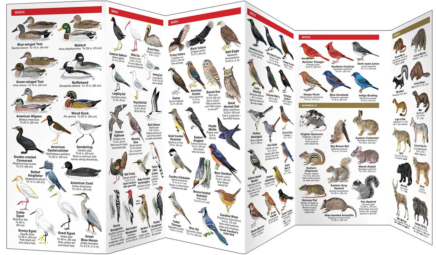 South Carolina Wildlife: An Introduction to Familiar Species