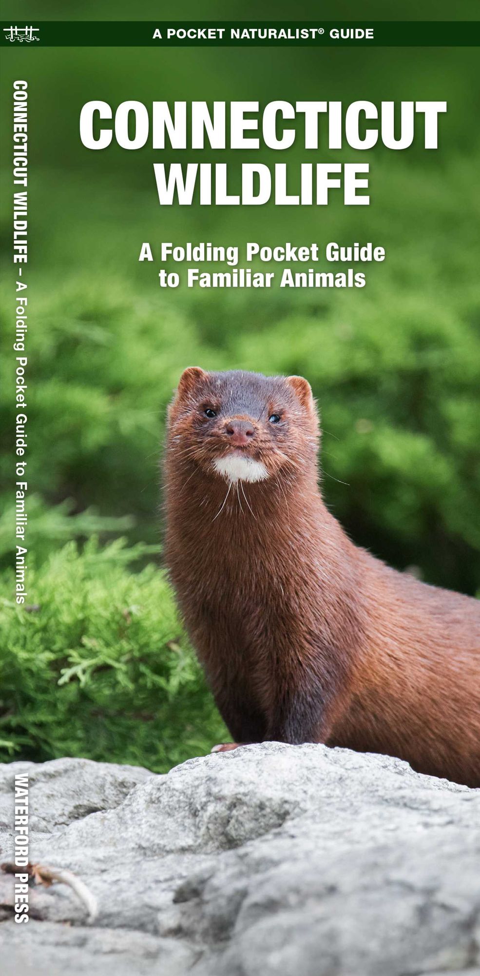 Connecticut Wildlife: An Introduction to Familiar Species