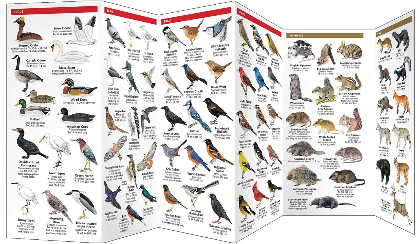 Connecticut Wildlife: An Introduction to Familiar Species