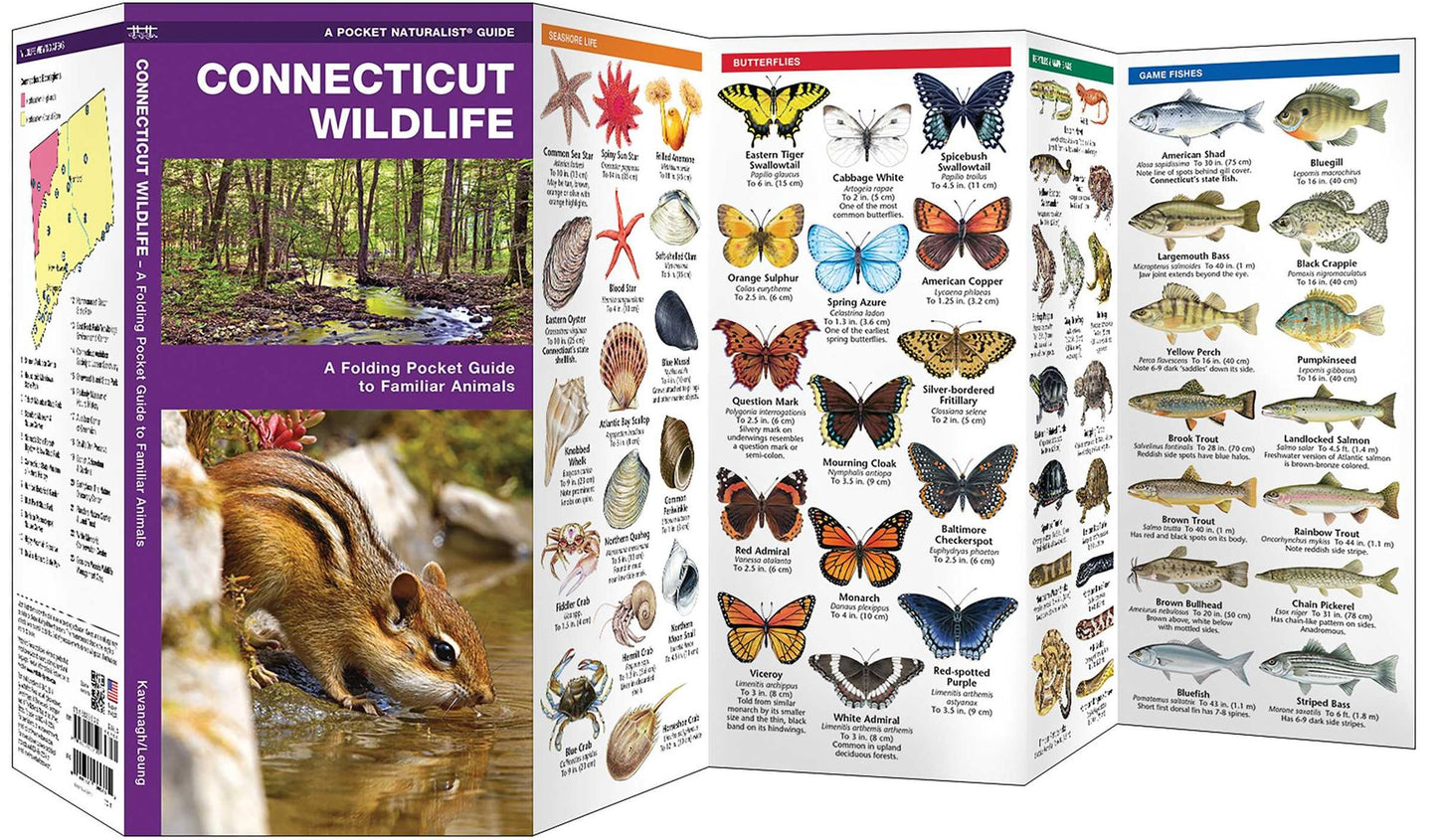 Connecticut Wildlife: An Introduction to Familiar Species