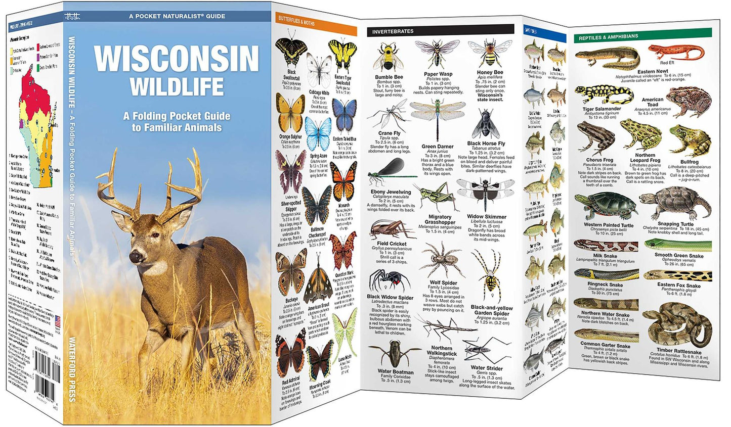 Wisconsin Wildlife: An Introduction to Familiar Species