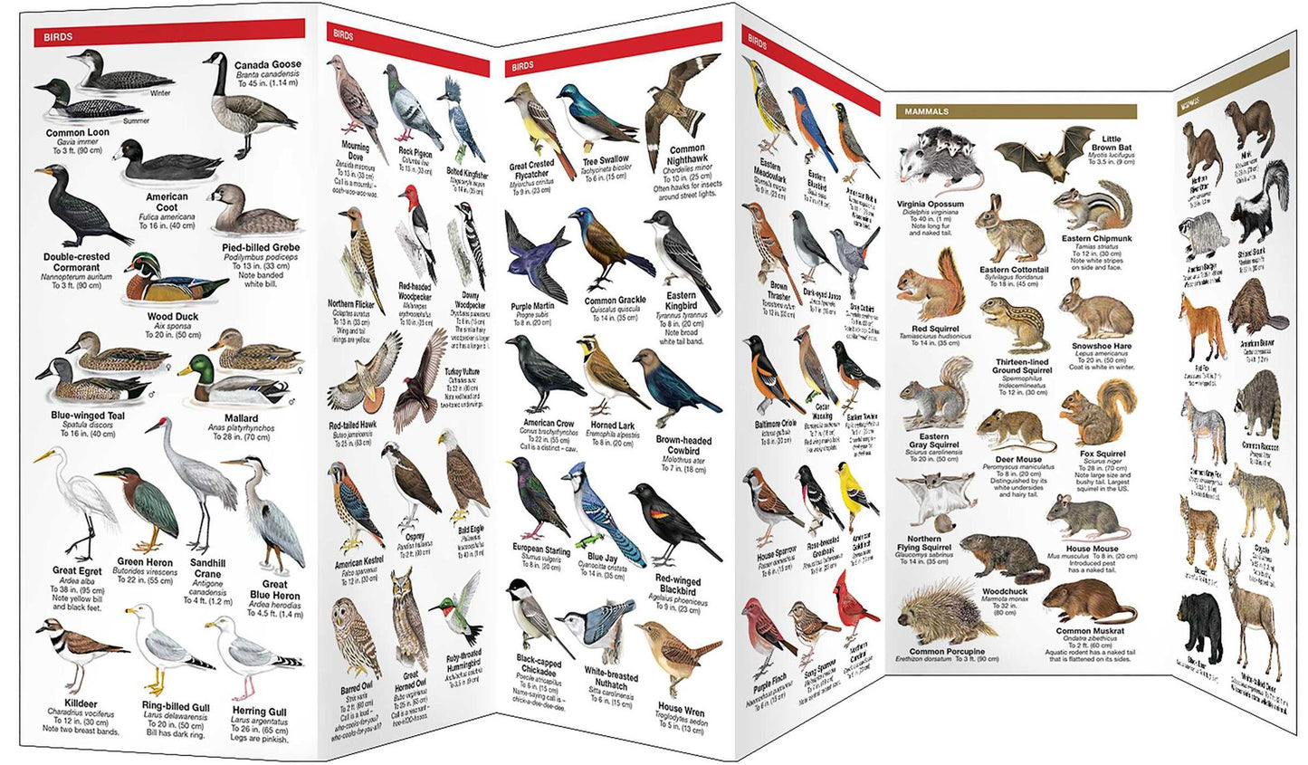 Wisconsin Wildlife: An Introduction to Familiar Species