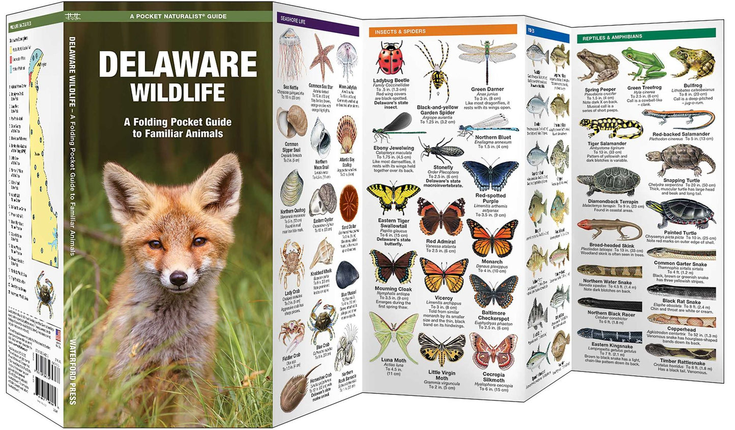 Delaware Wildlife: An Introduction to Familiar Species